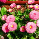 Super Seeds Bellis perennis Daisy English Pomponette Pink Flower 500 Pcs