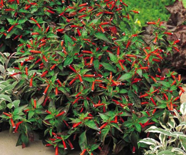 Super Seeds Cuphea Ignea Firecracker tropical bush Dwarf Cigar Plant Red 20 Pcs