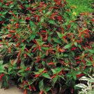 Super Seeds Cuphea Ignea Firecracker tropical bush Dwarf Cigar Plant Red 20 Pcs