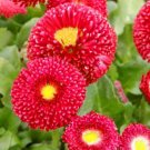 Super Seeds Bellis Perennis Super Enorma Red Daisy English Large Flower 500 Pcs