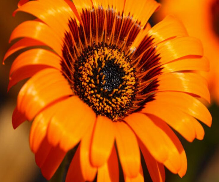 Super Seeds Venidium fastuosum Cape Daisy Orange Prince Large striking flower 200 Pcs