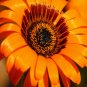 Super Seeds Venidium fastuosum Cape Daisy Orange Prince Large striking flower 200 Pcs