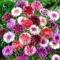 Super Seeds Frosty Cornflower Double Mixed Colors All Tipped With White 1000+ Pcs