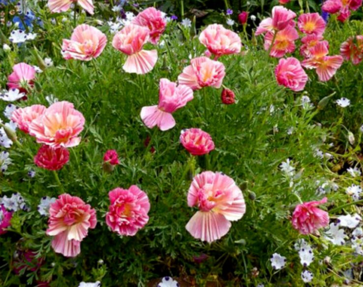 Super Seeds Eschscholzia c Frilly Fun Series Rose California Poppy Flower 100 Pcs