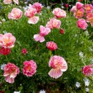 Super Seeds Eschscholzia c Frilly Fun Series Rose California Poppy Flower 100 Pcs