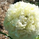 Super Seeds Papaver Paeoniflorum Cream Peony Poppy Huge double flower 500 Pcs