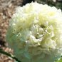 Super Seeds Papaver Paeoniflorum Cream Peony Poppy Huge double flower 500 Pcs