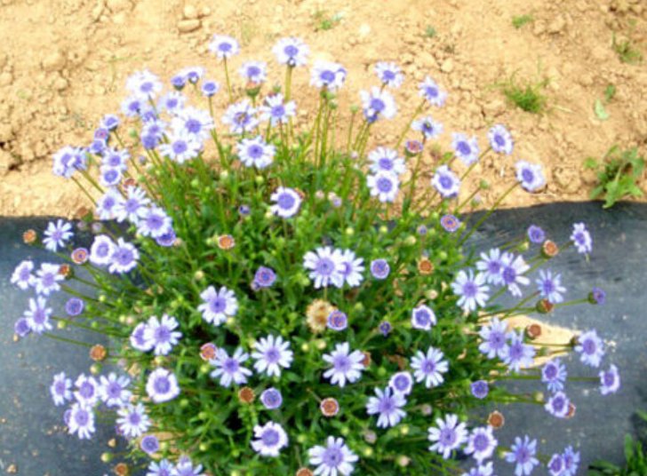 Super Seeds Felicia Heterophylla The Blues Blue Daisy Dwarf bedding flower 100+ Pcs