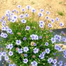 Super Seeds Felicia Heterophylla The Blues Blue Daisy Dwarf bedding flower 100+ Pcs