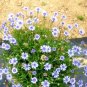 Super Seeds Felicia Heterophylla The Blues Blue Daisy Dwarf bedding flower 100+ Pcs
