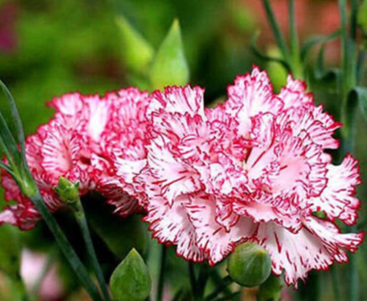 Super Seeds Dianthus Caryophyllus Chabaud Carnation Benigna Flower 100 Pcs