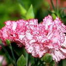 Super Seeds Dianthus Caryophyllus Chabaud Carnation Benigna Flower 100 Pcs
