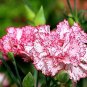 Super Seeds Dianthus Caryophyllus Chabaud Carnation Benigna Flower 100 Pcs