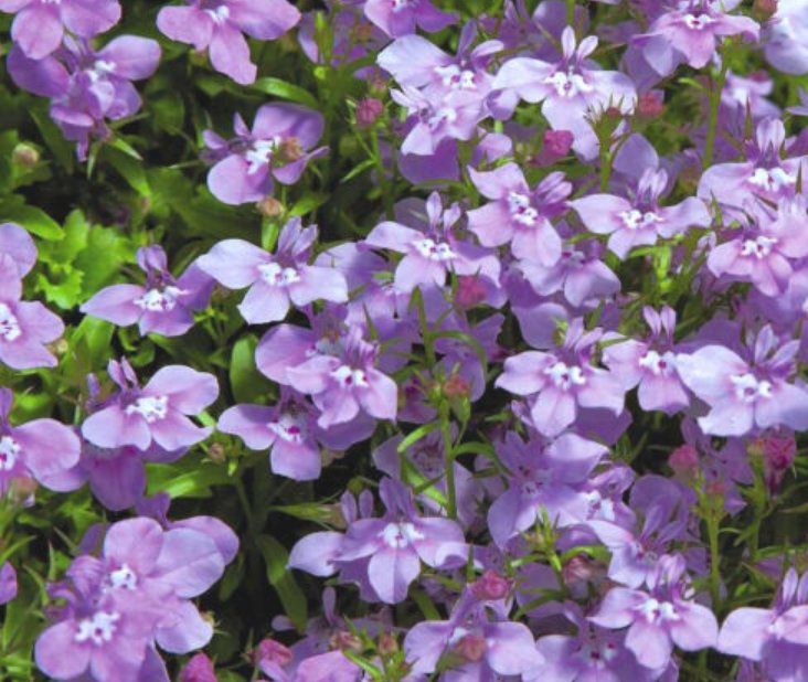 Super Seeds Lobelia Erinus Twilight Lilac Annual Flower 4000+ Pcs
