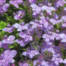 Super Seeds Lobelia Erinus Twilight Lilac Annual Flower 4000+ Pcs