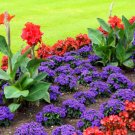 Super Seeds Heliotropium Arborescens Heliotrope Extra Dwarf Marine Flower 100+ Pcs