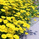 Super Seeds Anthemis Tinctoria Marguerite Yellow Daisy Flower 1000 Pcs