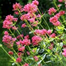 Super Seeds Centranthus Ruber Red Valerian Beautiful Flower 100+ Pcs