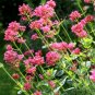 Super Seeds Centranthus Ruber Red Valerian Beautiful Flower 100+ Pcs