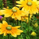 Super Seeds Rudbeckia Green Eyes Coneflower Irish eyes Annual flower 300 Pcs