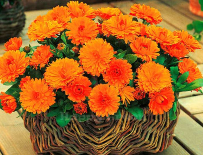 Super Seeds Calendula officinalis Orange Pot Marigold Dwarf Gitana Annual Flower 100+ Pcs