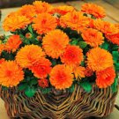 Super Seeds Calendula officinalis Orange Pot Marigold Dwarf Gitana Annual Flower 100+ Pcs