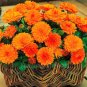 Super Seeds Calendula officinalis Orange Pot Marigold Dwarf Gitana Annual Flower 100+ Pcs