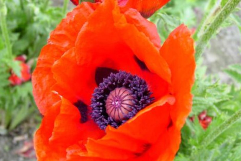Super Seeds Papaver Orientale Oriental Poppy Mix Beautiful Flower 1000+ Pcs