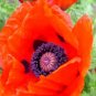 Super Seeds Papaver Orientale Oriental Poppy Mix Beautiful Flower 1000+ Pcs