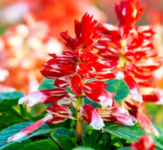 Super Seeds Salvia Splendens Sage Scarlet Orange Bicolor Flower 30 Pcs