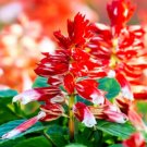 Super Seeds Salvia Splendens Sage Scarlet Orange Bicolor Flower 30 Pcs