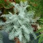 Super Seeds Cineraria maritima candicans Silver Dust Dusty Miller Flower 200+ Pcs