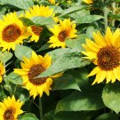 Super Seeds Helianthus annuus yellow Big Smile Dwarf Sunflower Gold 30+ Pcs