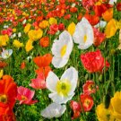 Super Seeds Papaver rhoeas English Poppy Shirlet Mix Flower 23000 Pcs