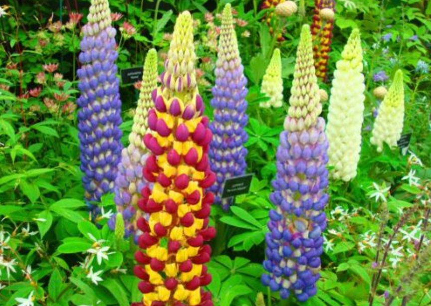 Super Seeds Lupinus Polyphyllus Russell Lupin Mix Tall Perennial Flower 60 Pcs