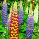 Super Seeds Lupinus Polyphyllus Russell Lupin Mix Tall Perennial Flower 60 Pcs