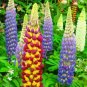 Super Seeds Lupinus Polyphyllus Russell Lupin Mix Tall Perennial Flower 60 Pcs