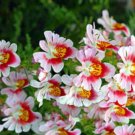 Super Seeds Schizanthus wisetonensis Angel Wings Mix Beautiful Flower 2000 Pcs