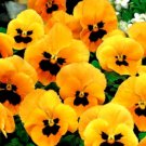 Super Seeds Viola wittrockiana Pansy Swiss Giant Orange Flame Flower 300 Pcs