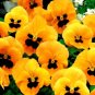 Super Seeds Viola wittrockiana Pansy Swiss Giant Orange Flame Flower 300 Pcs