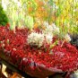 Super Seeds Sedum spurium coccineum Dragons Blood plant 200+ Pcs