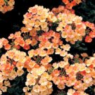 Super Seeds Verbena Hybrida Nana Compacta Verbena Apricot Dwarf Annual Flower 100+ Pcs