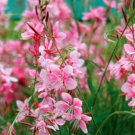 Super Seeds Gaura Lindheimeri Halfhardy Perennial Border Gaura Rosywhite 20 Pcs