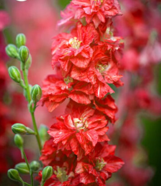 Super Seeds Delphinium consolida Rocket Larkspur Carmine King Flower 200+ Pcs