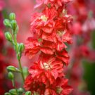 Super Seeds Delphinium consolida Rocket Larkspur Carmine King Flower 200+ Pcs