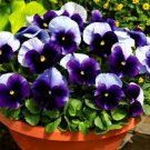 Super Seeds Viola wittrockiana Pansy Swiss Giant Lord Beaconsfield Flower 200+ Pcs