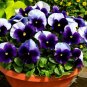 Super Seeds Viola wittrockiana Pansy Swiss Giant Lord Beaconsfield Flower 200+ Pcs