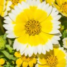 Super Seeds Layia elegans platyglossa Coastal Tidy Tips Landscaping flower 400+ Pcs
