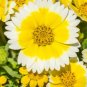Super Seeds Layia elegans platyglossa Coastal Tidy Tips Landscaping flower 400+ Pcs