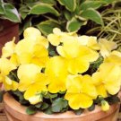 Super Seeds Viola wittrockiana Pansy Clear Crystals Yellow Flower 200+ Pcs